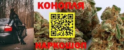 стафф Кингисепп