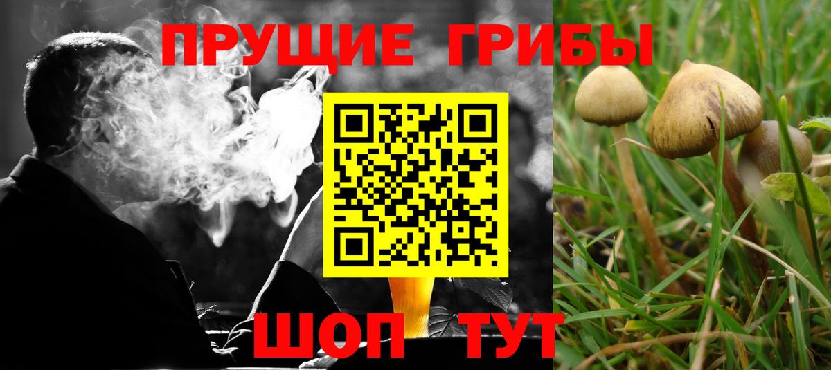 Галлюциногенные грибы Psilocybe Кунгур